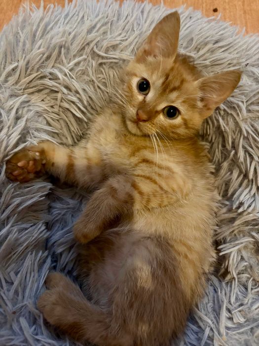 Кошенята (безкоштовно)