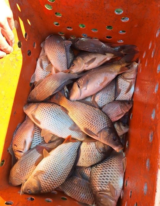 Продам живу рибу: товарну та зарибок