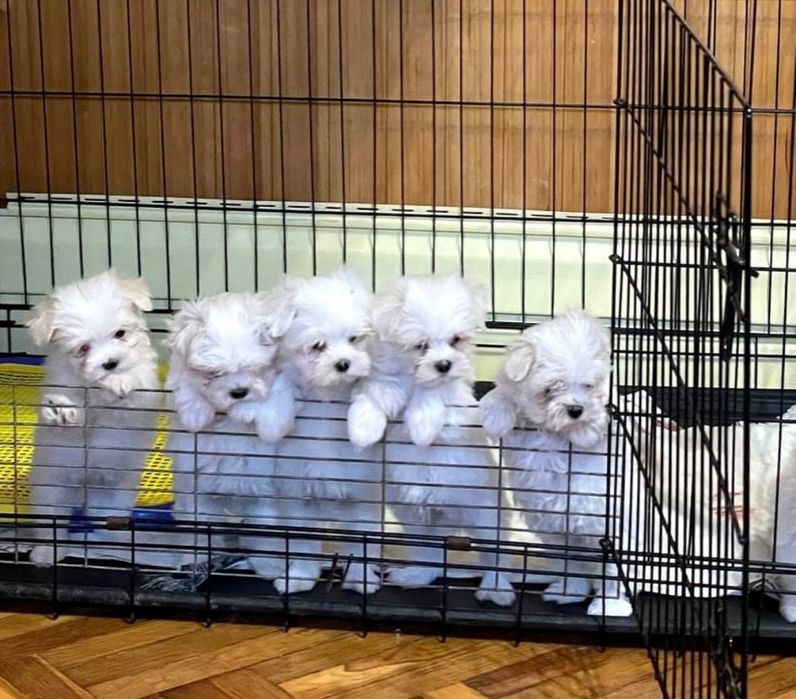 Мальтезе  , мальтийская болонка щенки