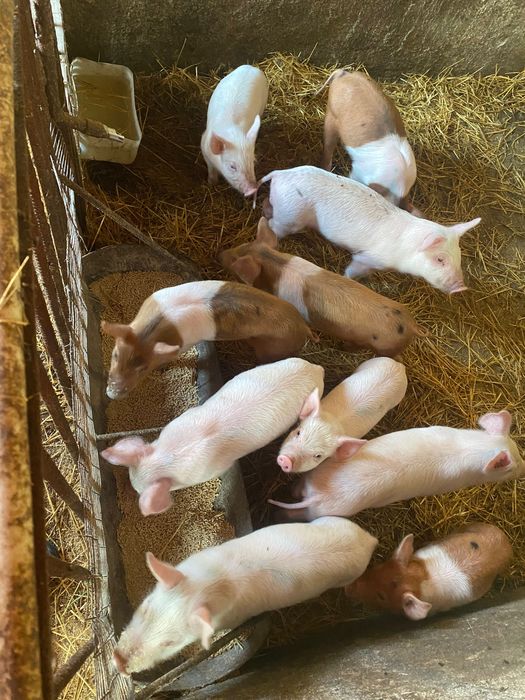 Продам 1.5 місячних поросят