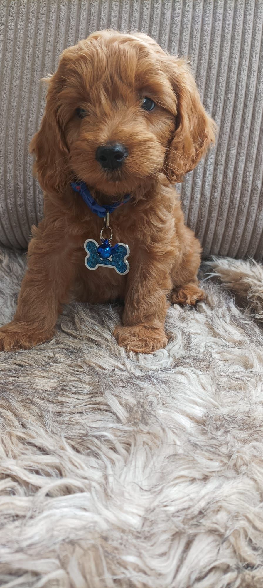Cavapoo F1B Cavapoo&Pudel Miniaturowy