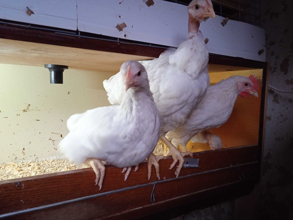 Курчата (2 місяці)