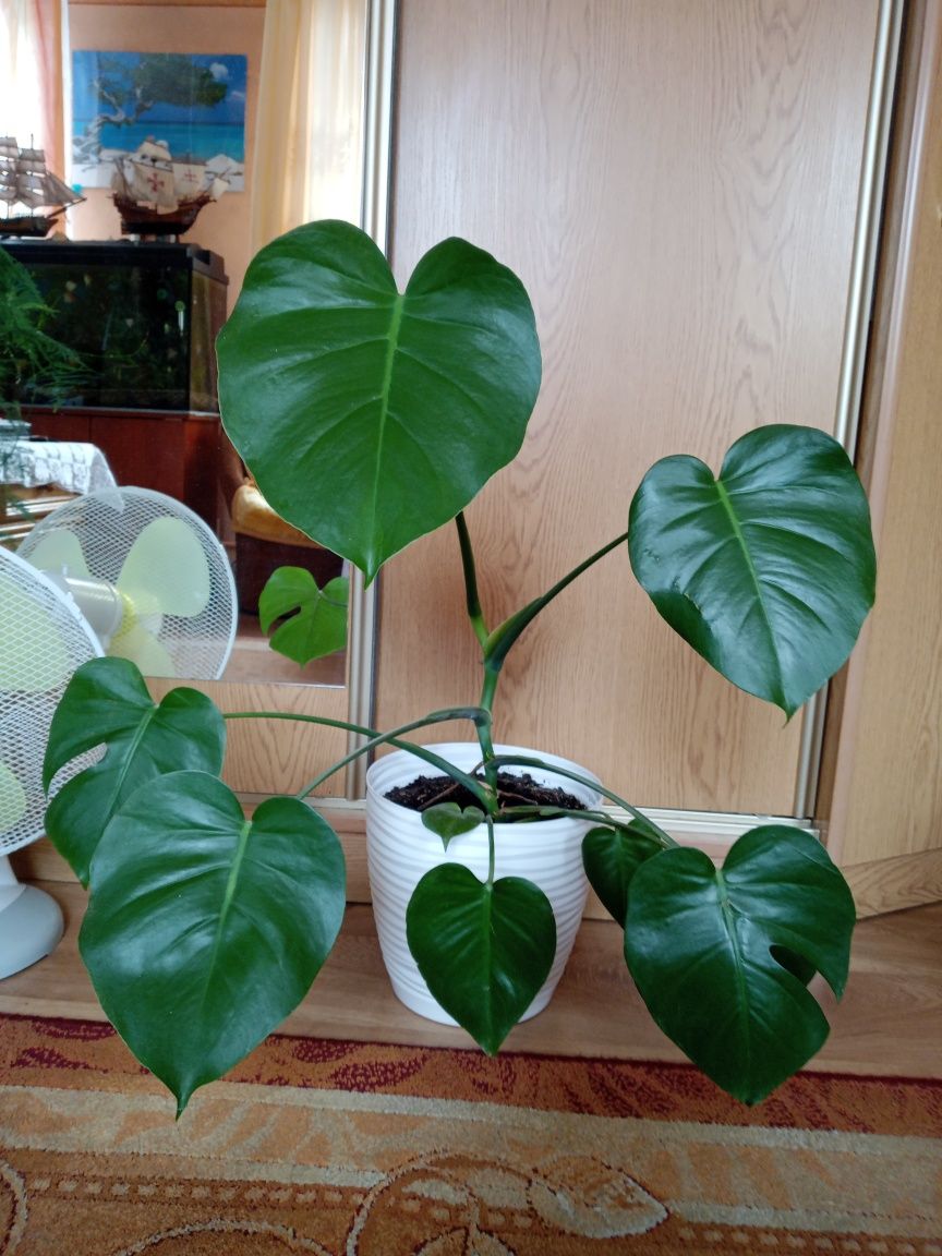 Kwiat doniczkowy Monstera