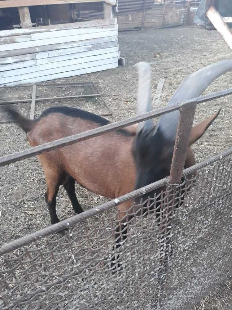 Продам классного альпийского  козла