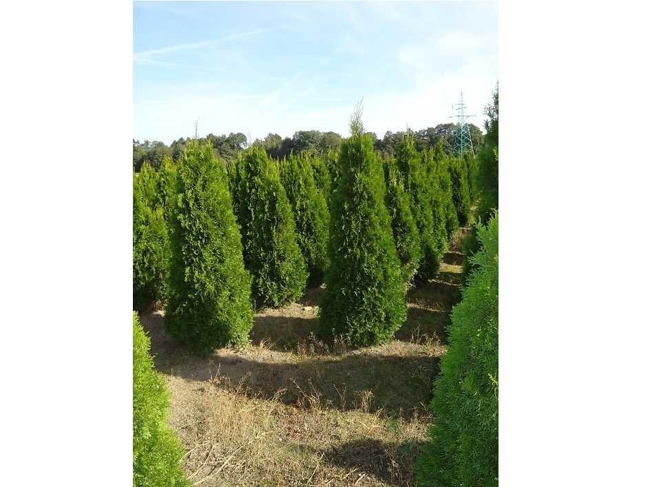 Thuja Smaragd 160,180,200,220 cm! Sadzimy! Tuja Szmaragd! Dowóz! Tuje!