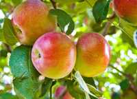 Саджанці яблунь/Червоном'яса яблуня (Роздріб, ОПТ)/ Саженцы яблонь