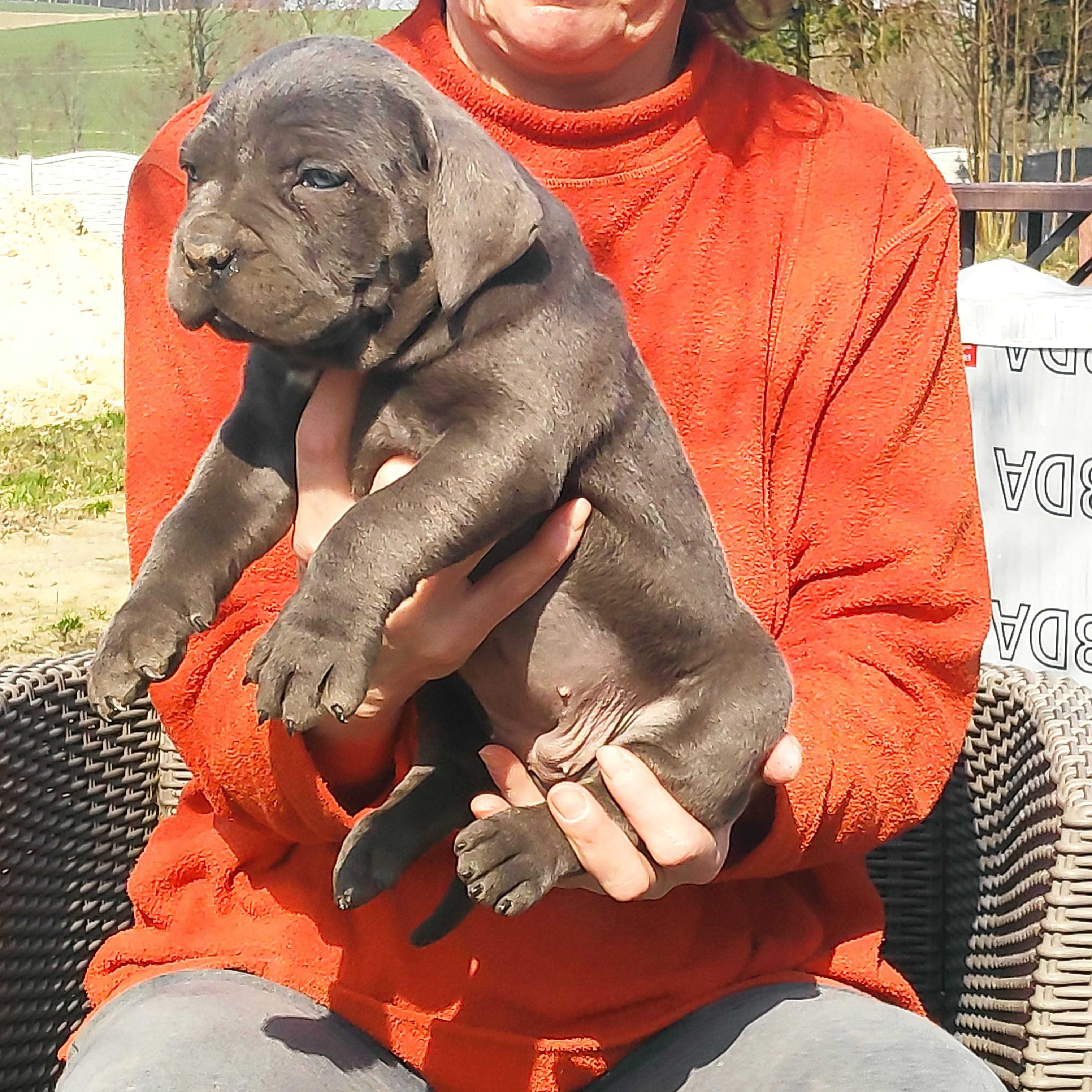 Cane Corso po championach FCI