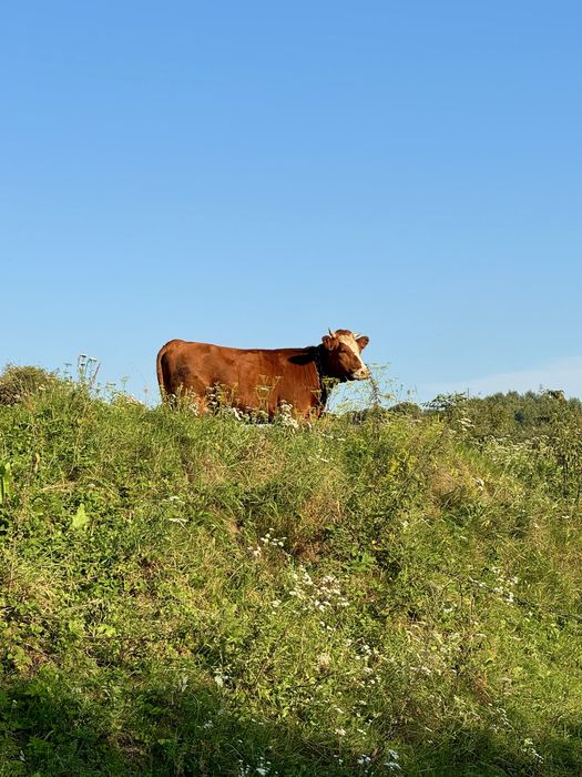 Продається телиця