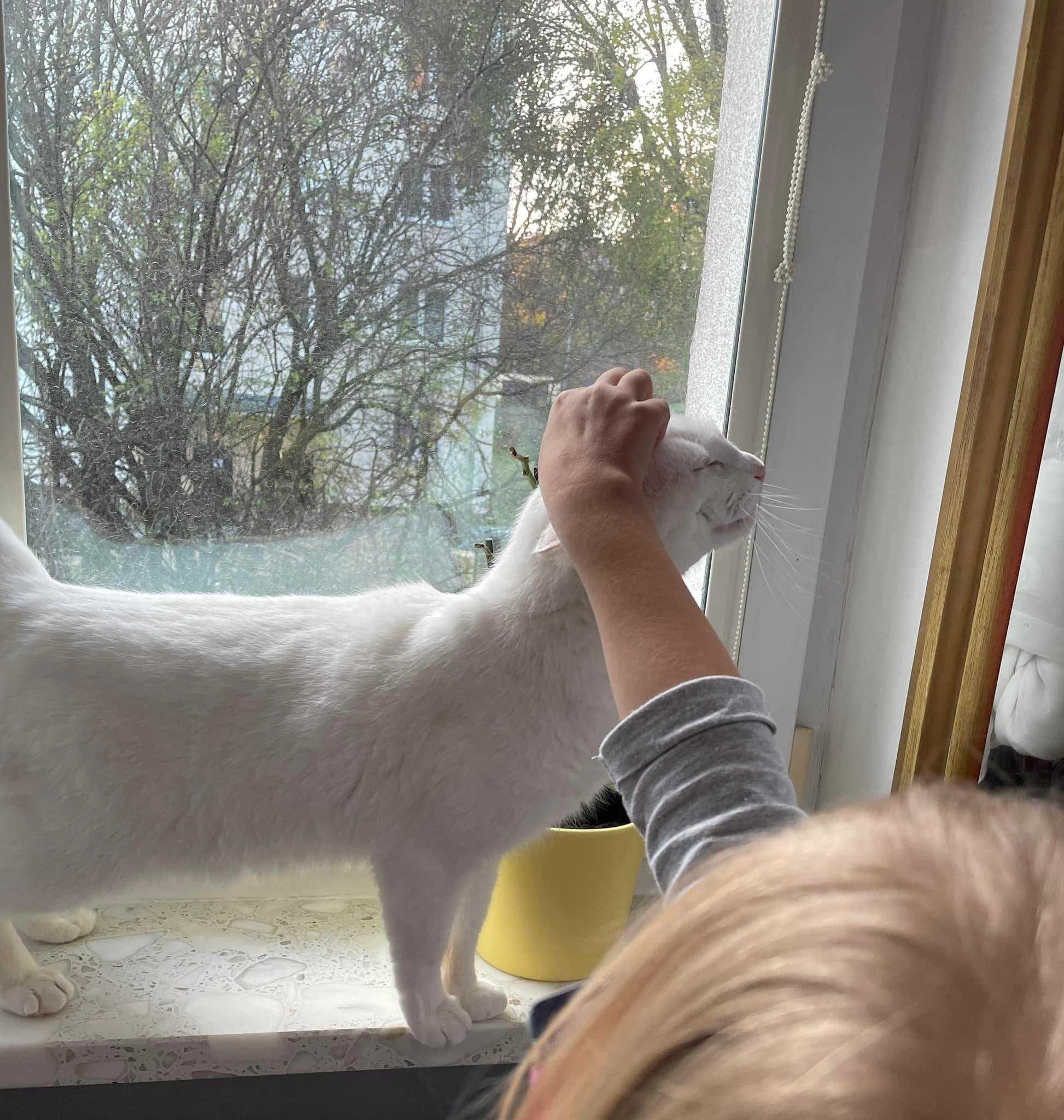 Śnieżno biała kotka szuka domu