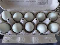 Jaja jajka mendel wiejskie