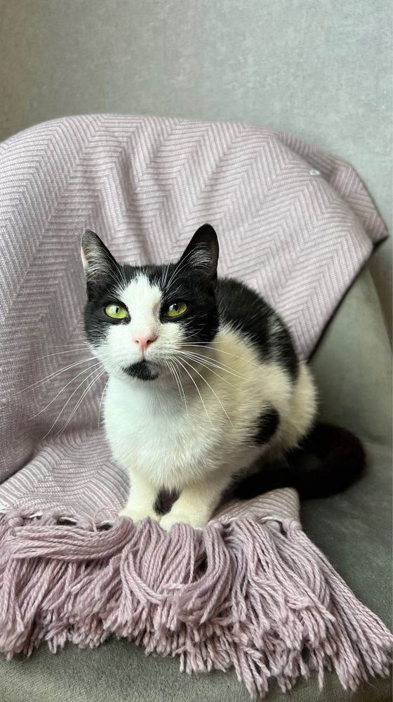 Кошеня в добрі руки !!! Кастрований і привитий! Кіт / Котик / Котеня