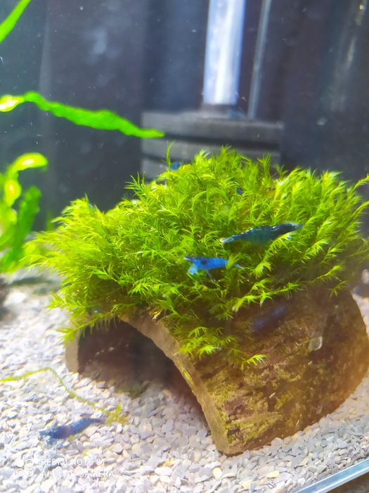 Krewetki Blue Velwet(niebieskie )