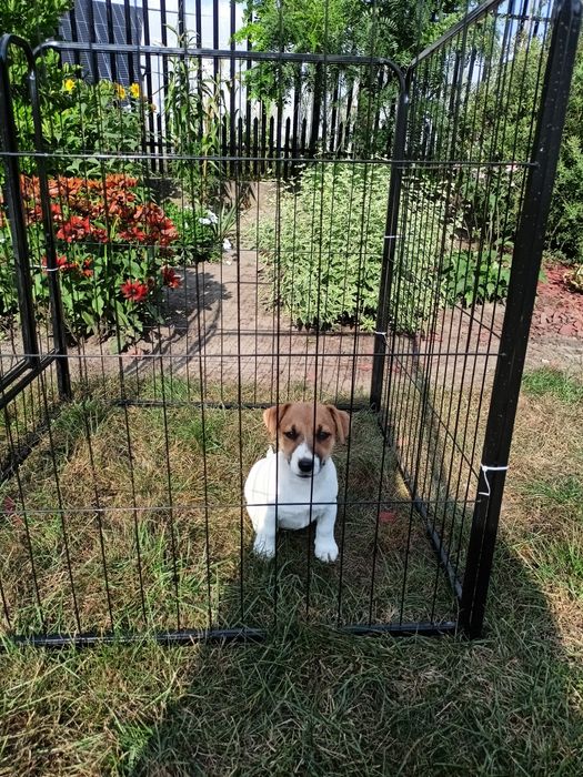 Jack Russell Terrier ZkwP FCI