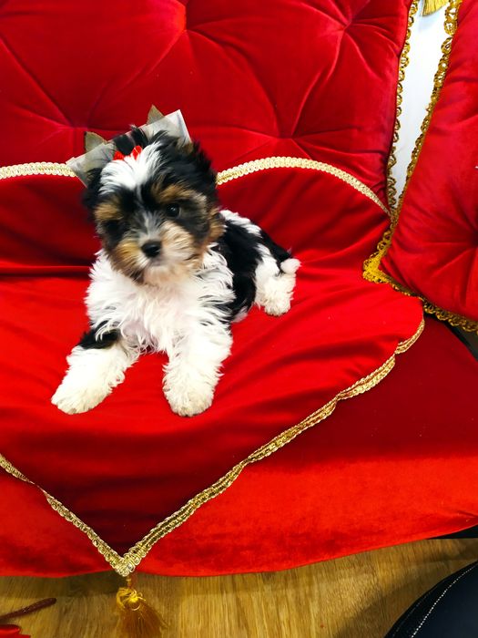 Śliczny samczyk z metryką ZkwP/FCI Biewier Yorkshire terrier.