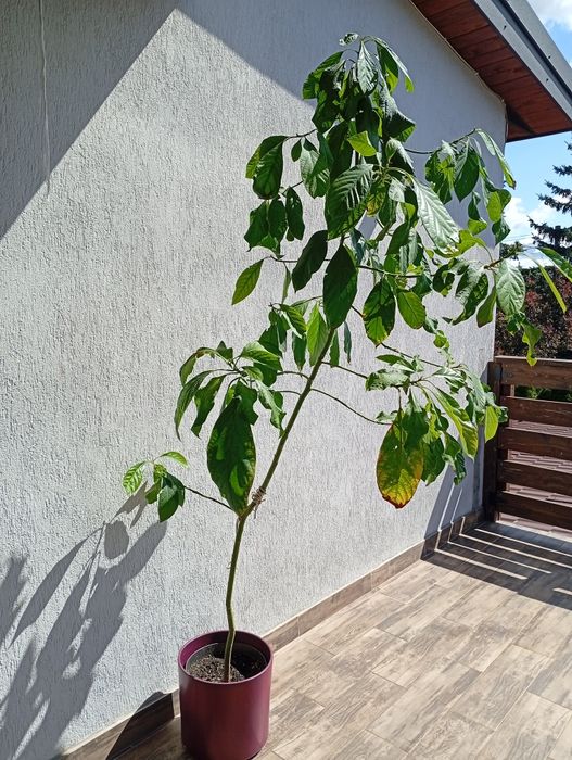 Awokado, roślina doniczkowa, duże drzewo avokado