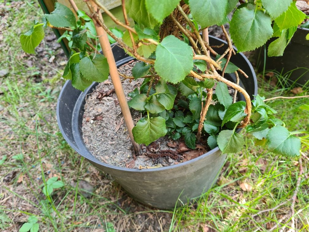 Hortensja pnąca białe kwiaty 170 - 180 cm donica