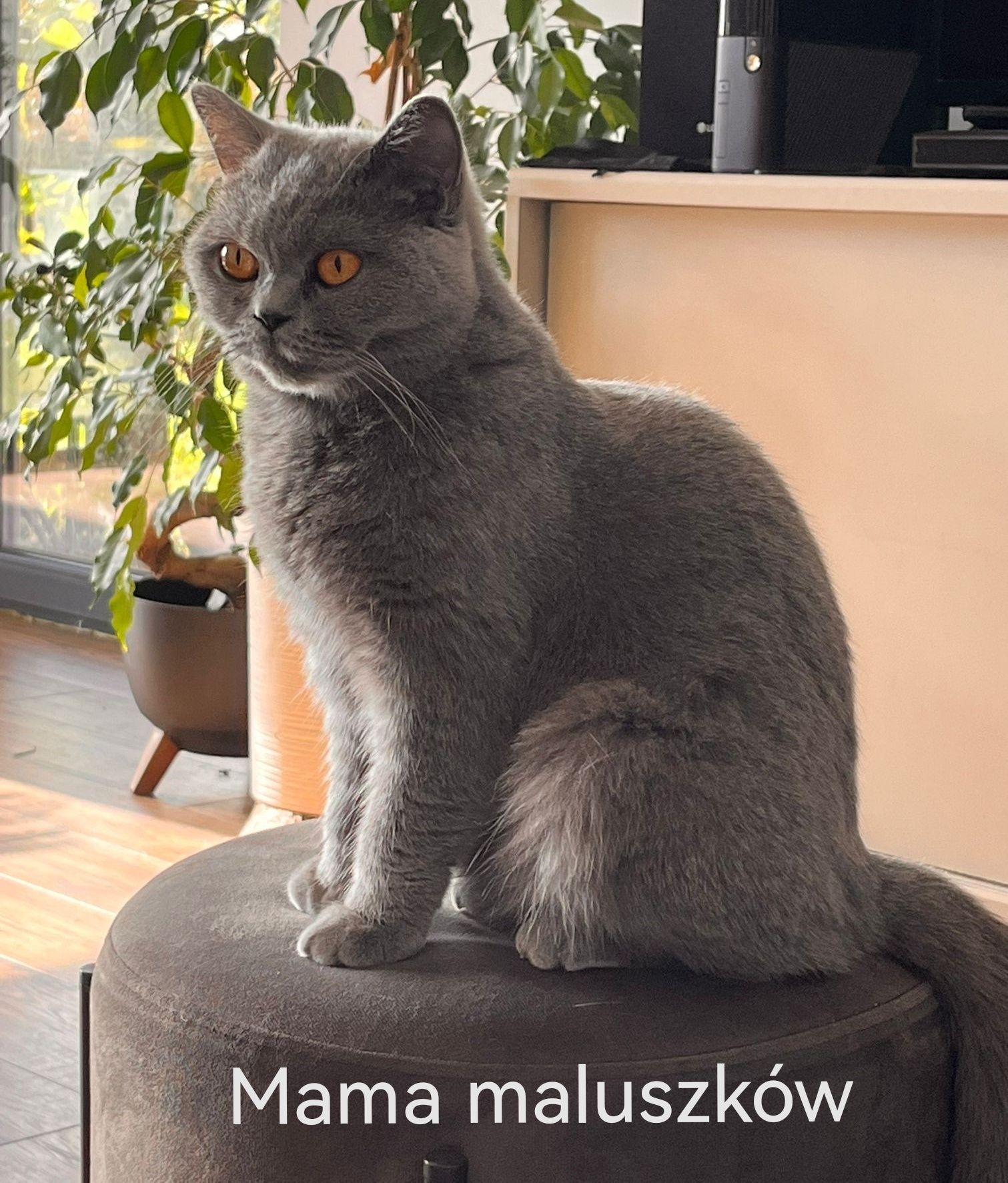 Kot/kocur Brytyjski niebieski - rodowód,do odbioru od połowy sierpnia