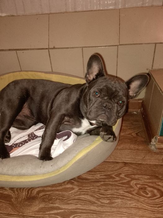 Французький бульдог