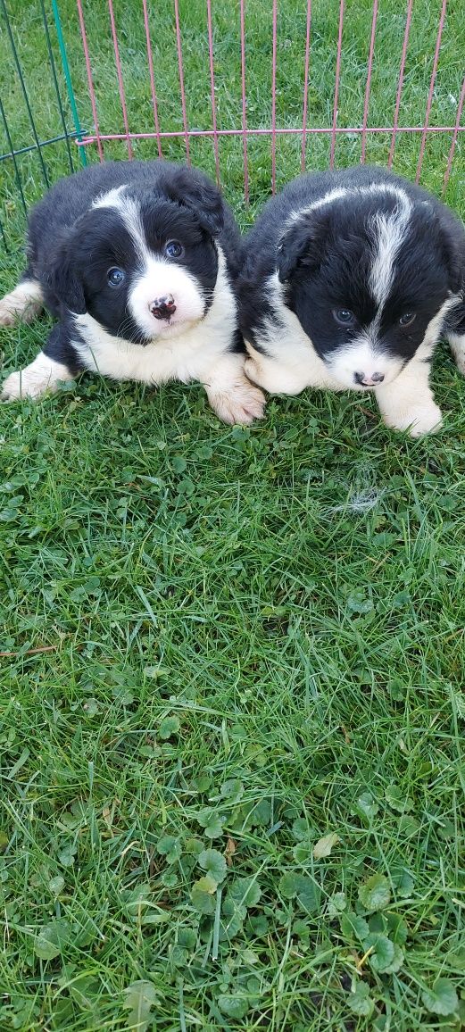 Border collie szczeniak!