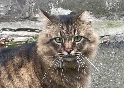 Марсель, 3р - казковий пухнастик з зеленими очима / кіт кішка кот