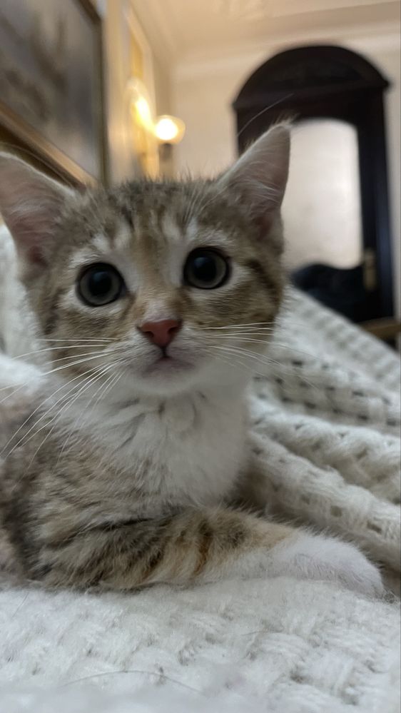 Котинята шукають сімʼю
