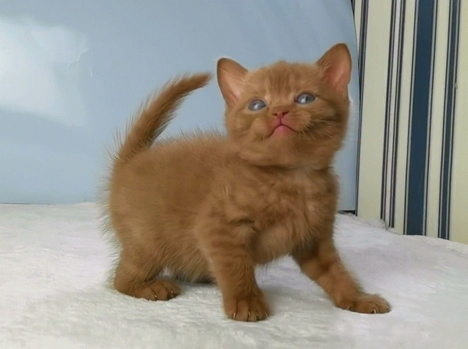 Эксклюзивный циннамоновый котенок с документами