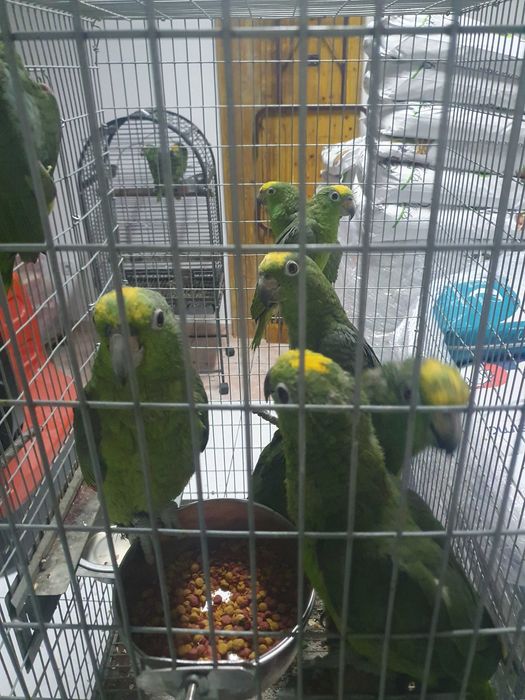Venda de papagaios amazonas ochrocephala