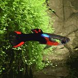 Endler black flame