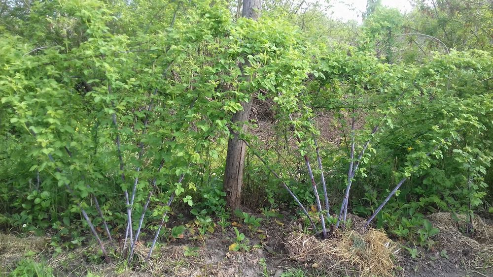 Черноплодная малина Кумберленд, ежемалина. Саженцы