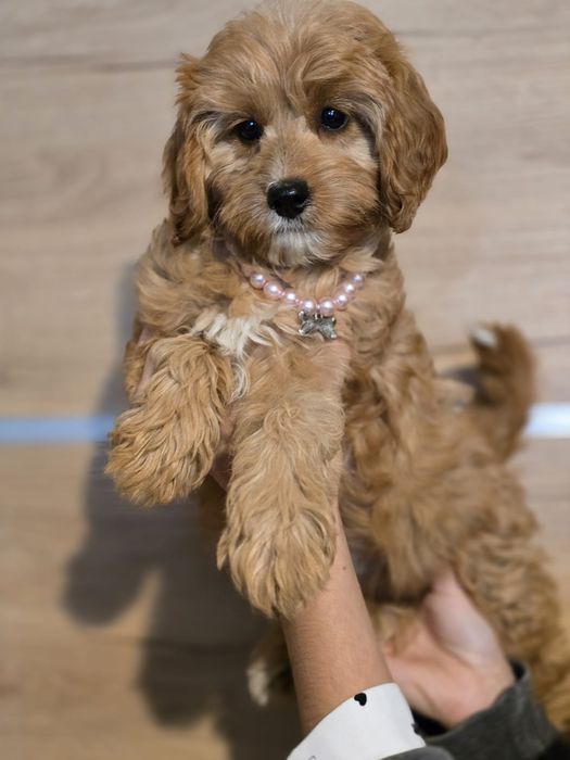 Cavapoo f1 suczka szczeniak do odbioru z metryką
