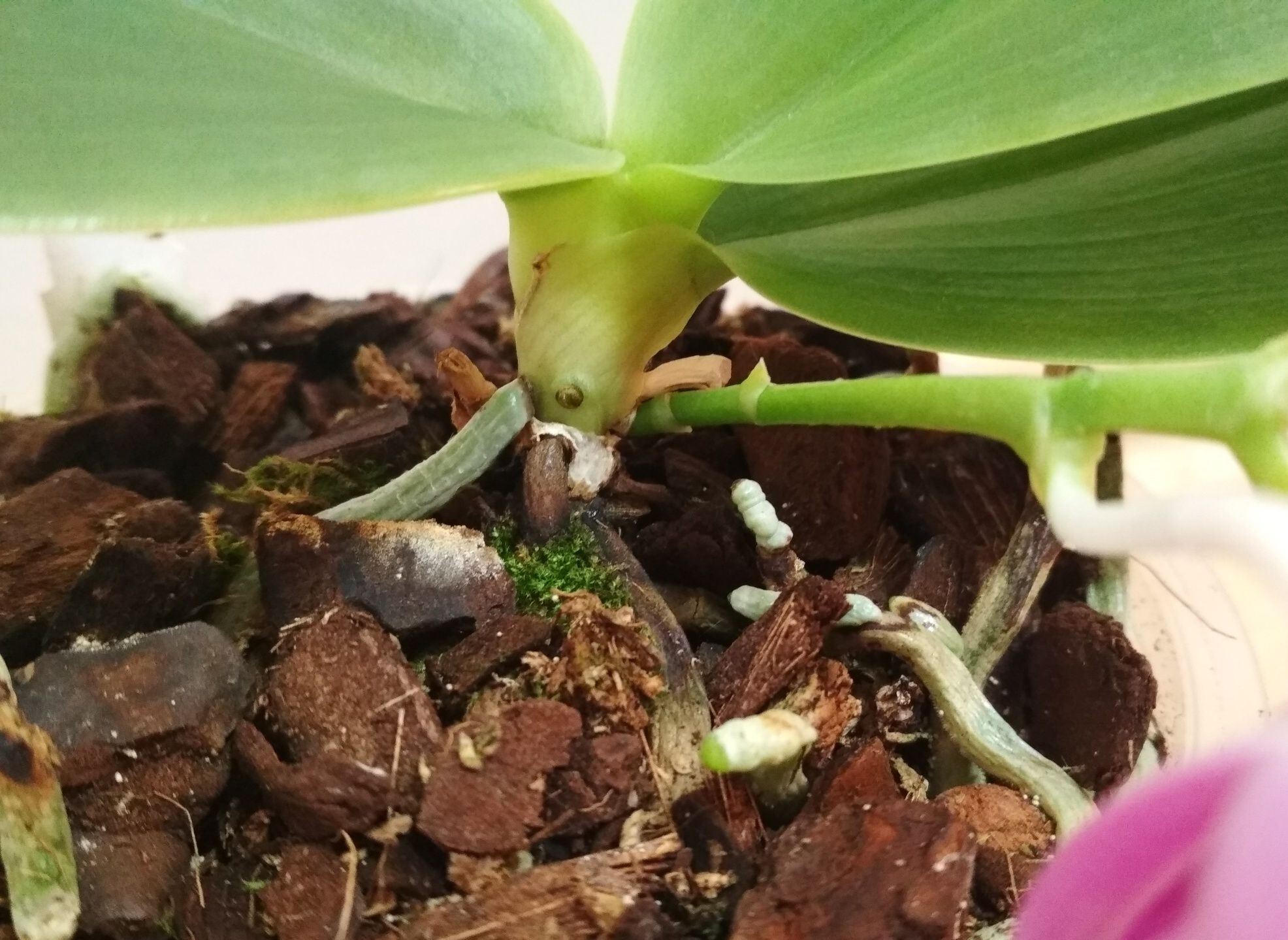 Орхидея фаленопсис, редкая, Yungho Little Baby