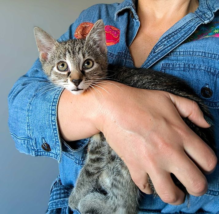 Kociątko Lusi do adopcji