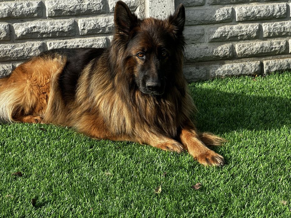 Щенок немецкой овчарки