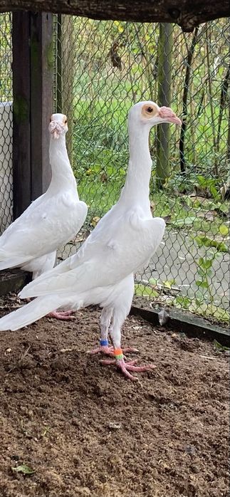 Gołębie kariery białe