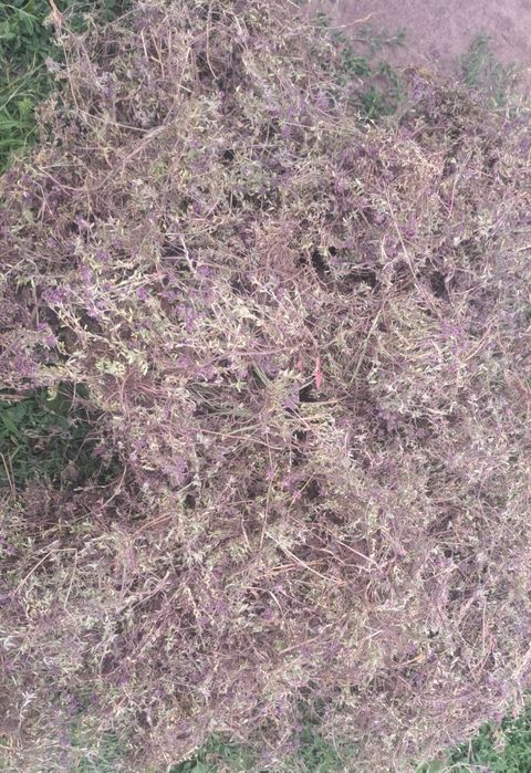 Продам чебрець сухий 185 за кг