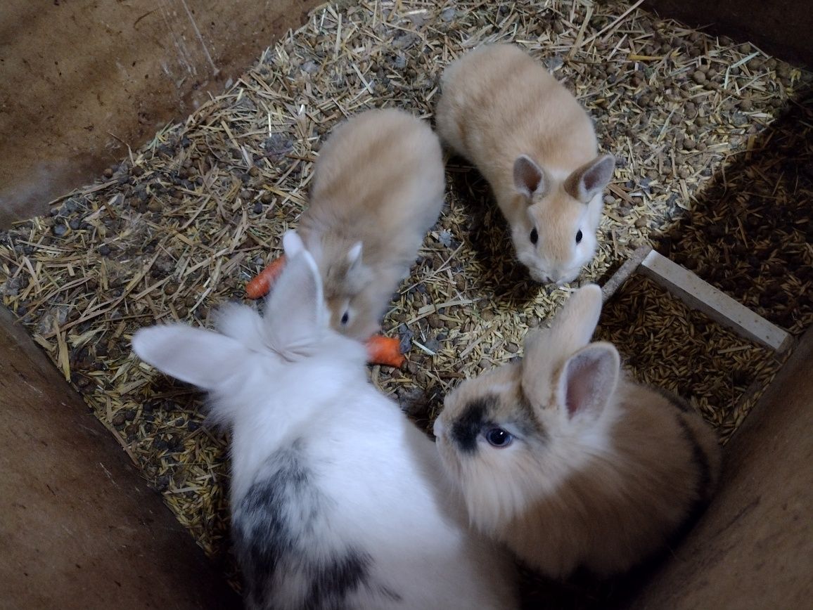 Miniaturki   Lewki młode króliki