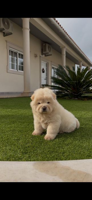 Magnífica chow chow fêmea