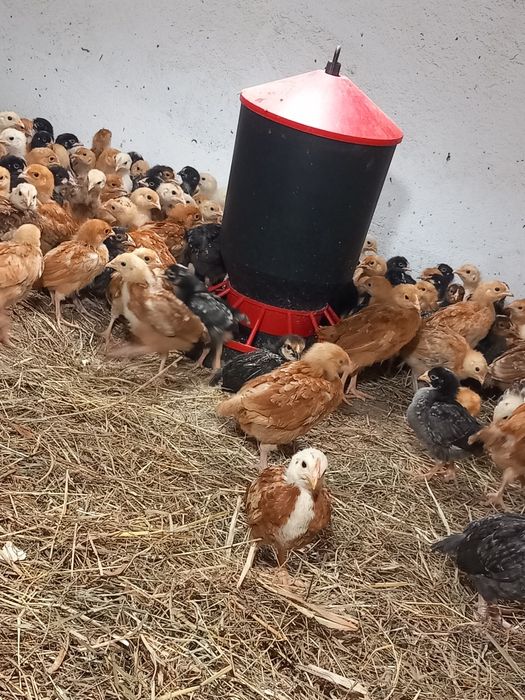 Kurczaki kury Rosa nioska