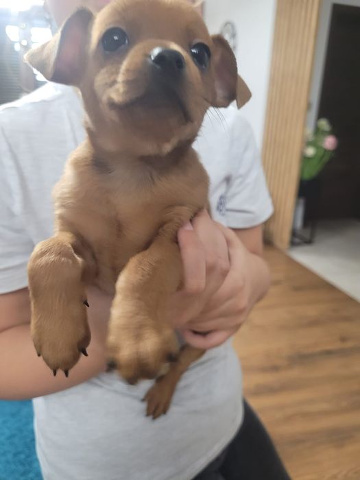 Oddam pieski w dobre ręce