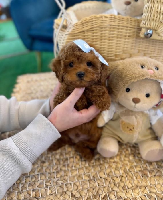 Найгарніша маленька красуня .той пудель