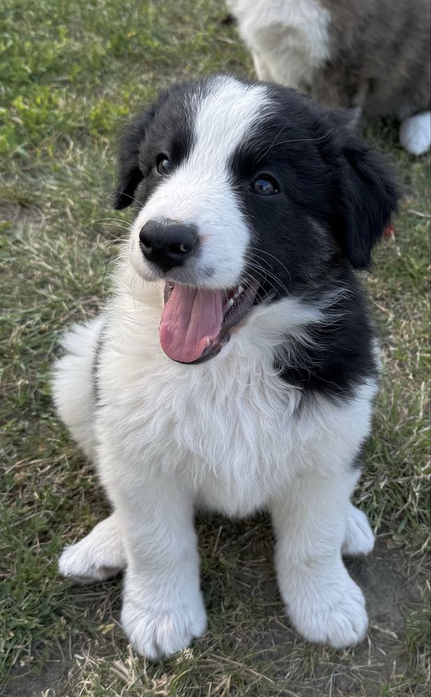 Piesek Border Collie czarno-bialy.gotowy do odbioru