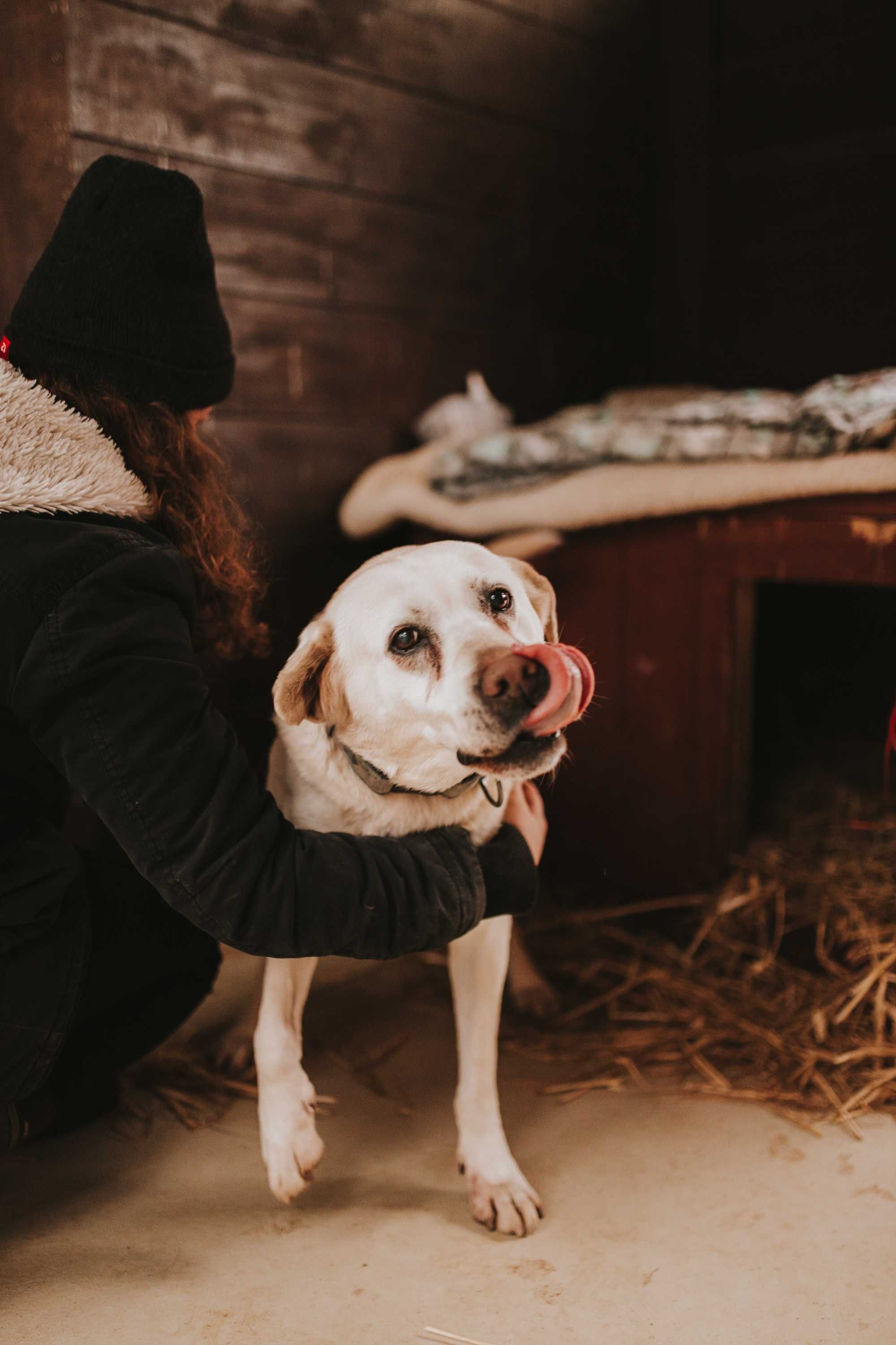 Chałwa pies labrador suczka adopcja schronisko