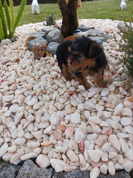 Yorkshire terrier macho