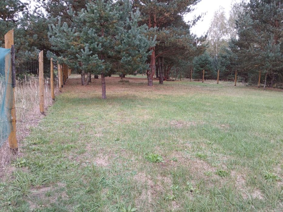 Sprzedam działkę leśną