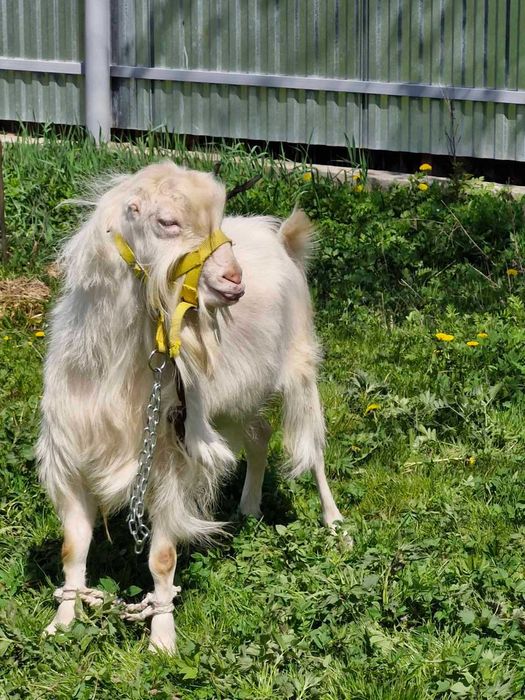 Супер цап продам. або обміняю на сіно, зерно