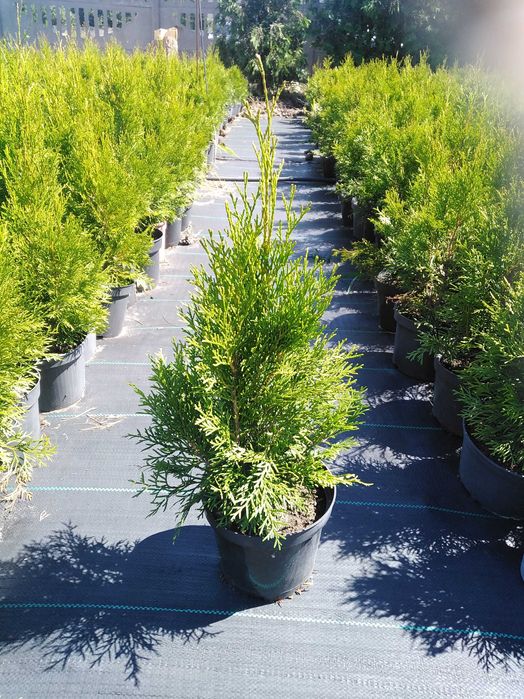 Tuja Thuja szmaragd 50-100