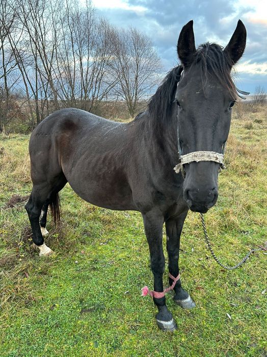 Продається кобила з лошам