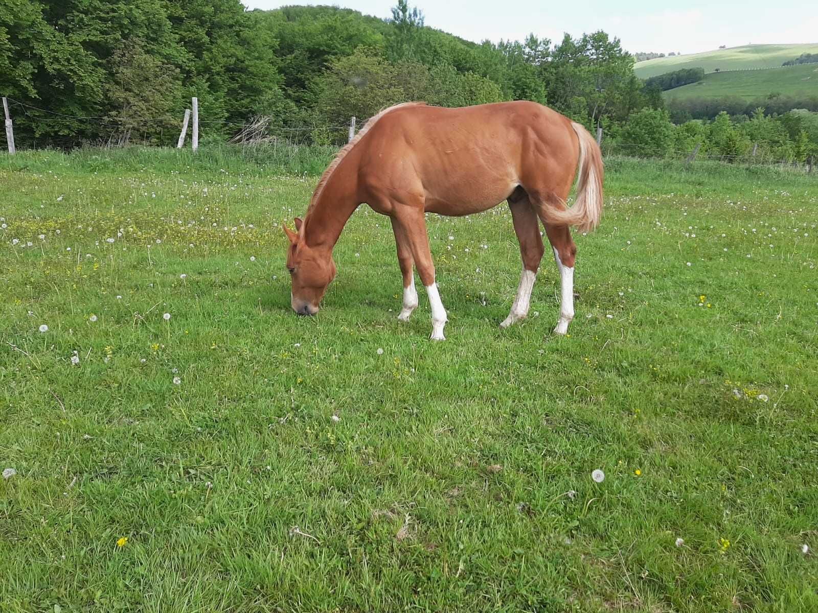 Źrebak MERIT - Koń Sportowy - Leonardo da Vinci J.P.P. - Ogierek