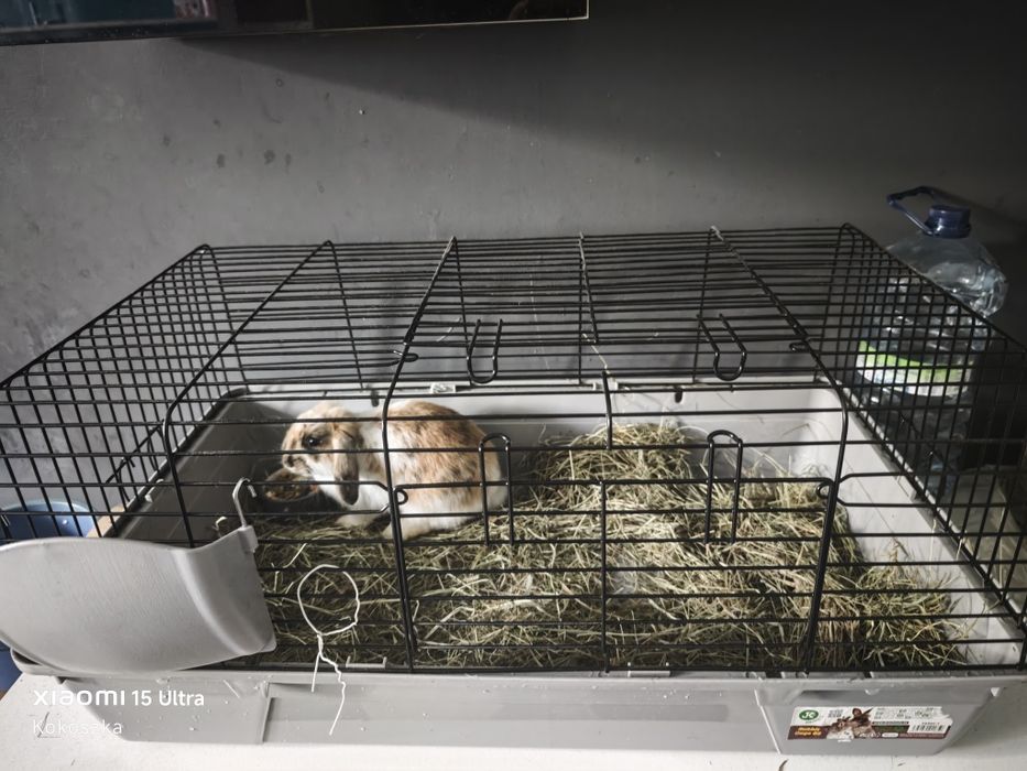 Królik+klatka w dobre ręce