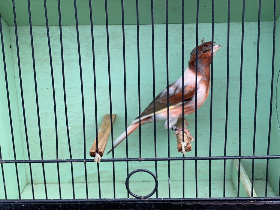 Canario Arlequin Portugues